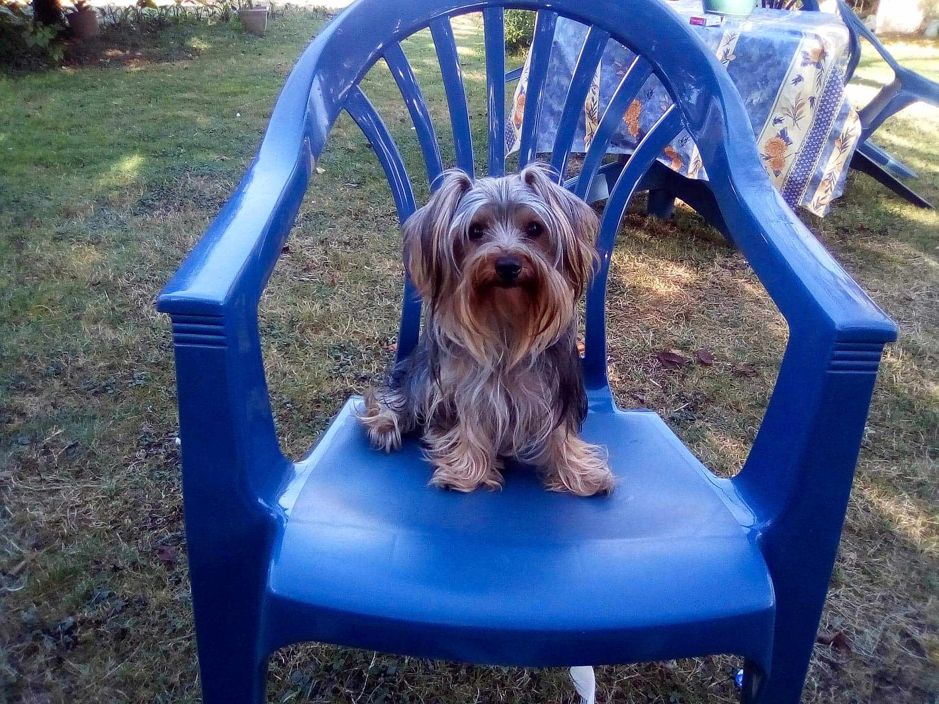 Pablo participe au concours pour gagner de l'argent avec cette photo : dog, small_dog, plastic_chair, blue_chair, outdoor, grass, garden, pet, fluffy, long_hair, animal, sitting, calm, nature, daylight, backyard, furniture, relaxing, cute, companion