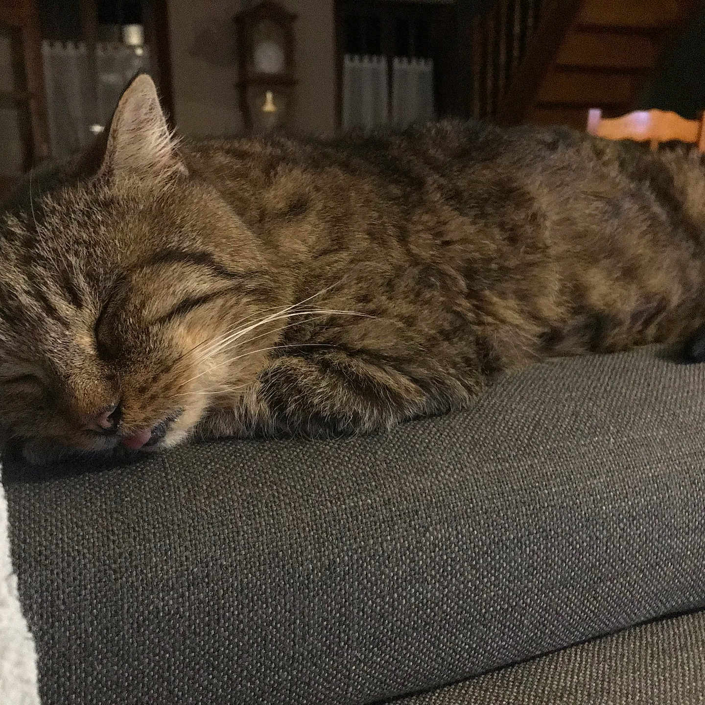 Tom a rejoint le concours — aidez-le/la à gagner de superbes lots ! adult, animal, architecture, armchair, building, cat, chair, couch, cushion, furniture, homedecor, indoors, livingroom, male, man, manx, person, pet, room, sleeping