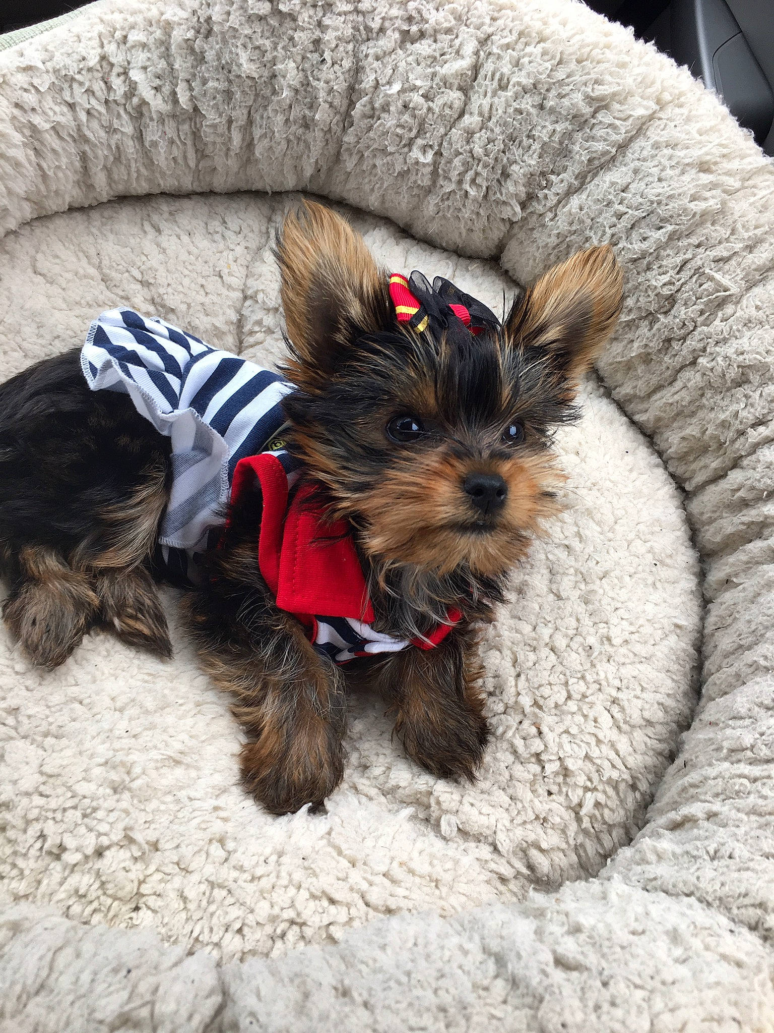 Presley joined the competition — help win amazing prizes! australian_silky_terrier, biewer_terrier, cairn_terrier, canidae, carnivore, companion_dog, dog, dog_breed, maltepoo, mammal, morkie, norwich_terrier, puppy, small_terrier, snout, terrier, toy_dog, vertebrate, yorkipoo, yorkshire_terrier