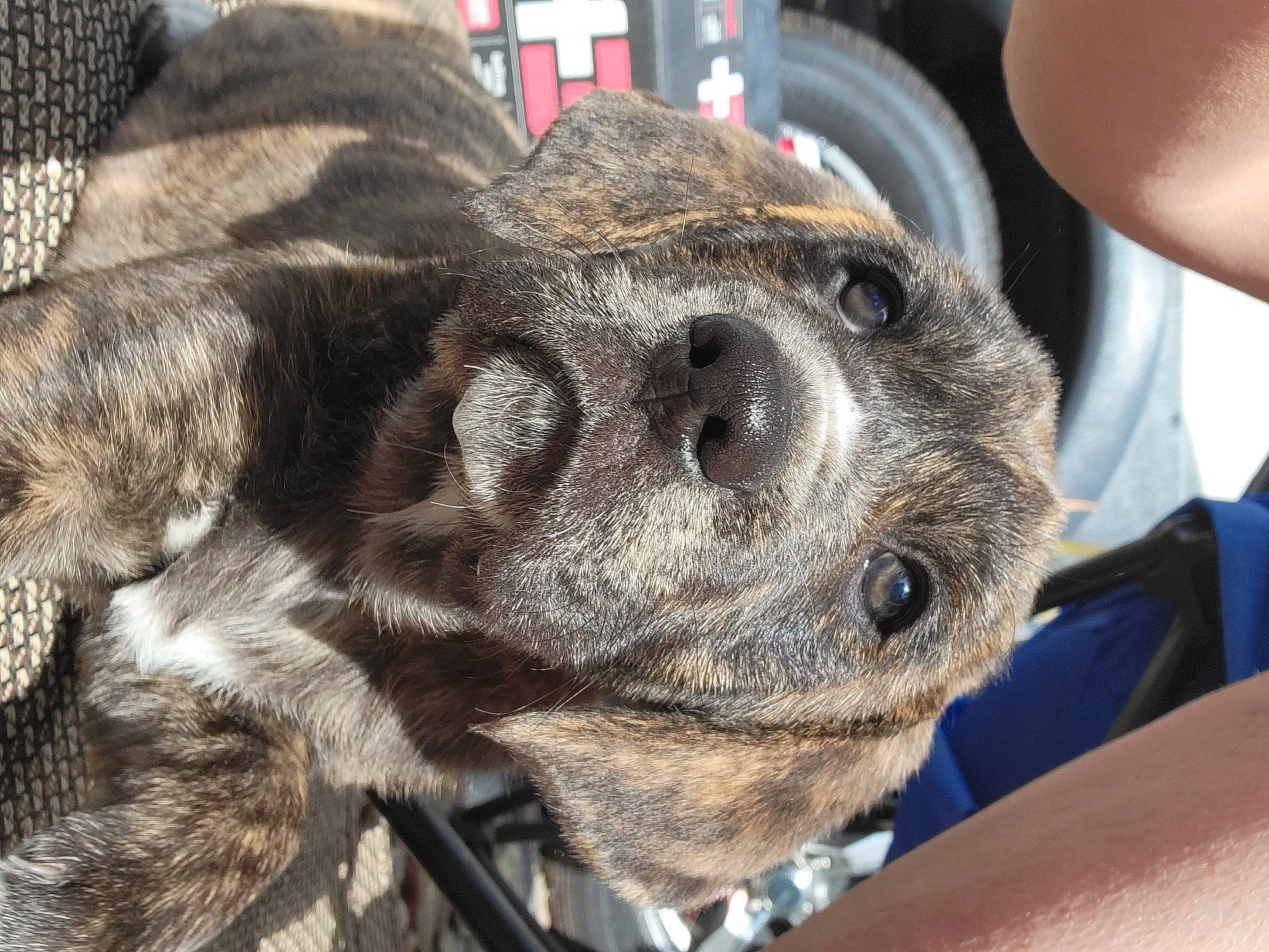 Mack is registered to the contest to win money with this photo: auto_part, automotive_tire, canidae, carnivore, claw, collar, companion_dog, dog, dog_breed, ear, fawn, fur, liver, metal, paw, snout, sporting_group, terrestrial_animal, whiskers, working_animal