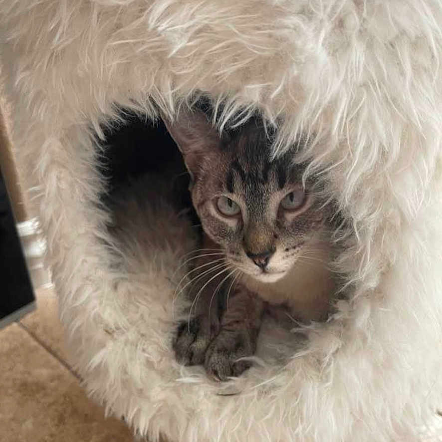 Cleopatra joined the competition — help win amazing prizes! abyssinian, animal, blanket, canine, cat, clothing, couch, den, dog, egyptiancat, fur, furniture, homedecor, indoors, kitten, manx, person, pet, siamese, sleeping