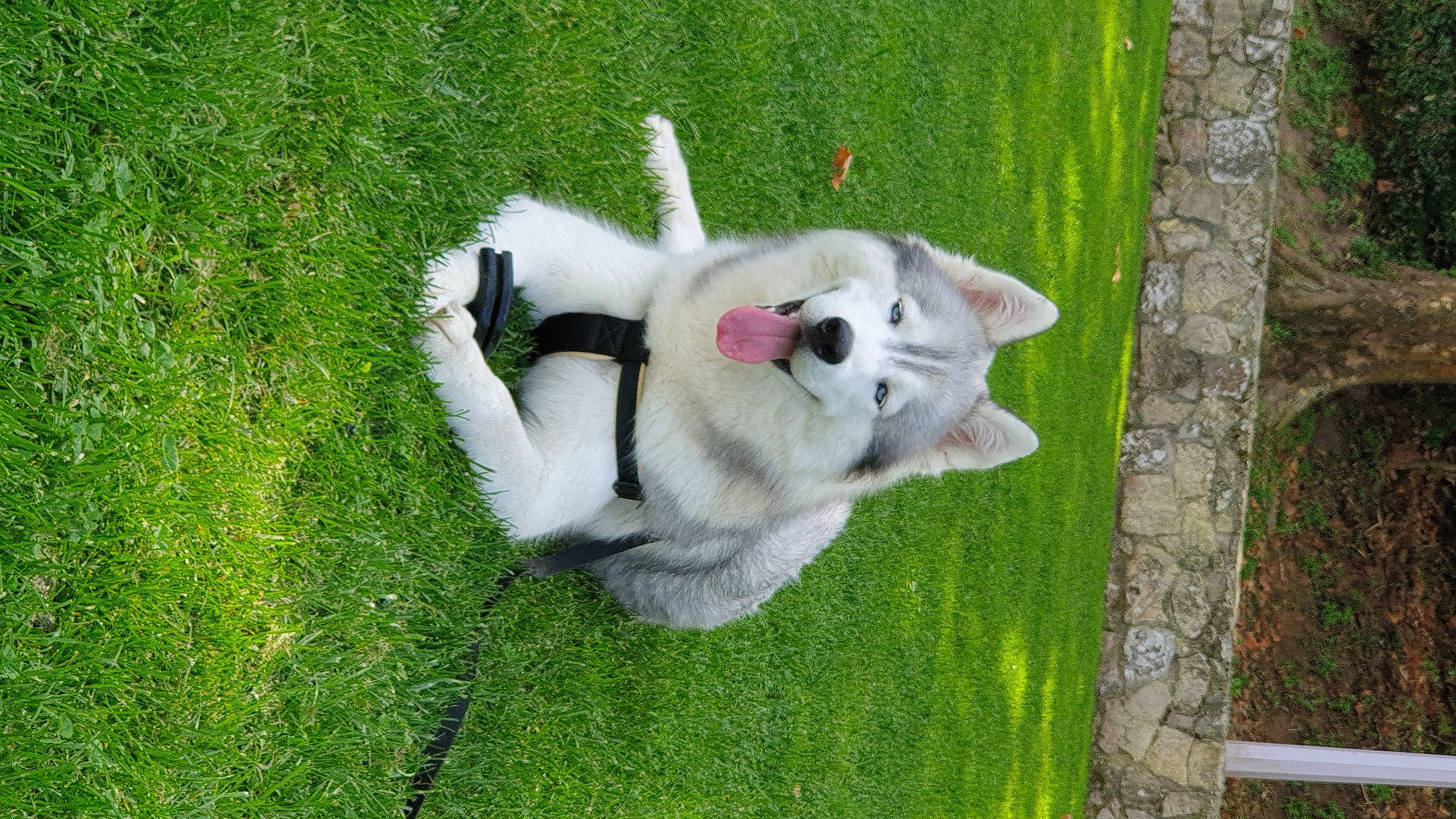 Scott a rejoint le concours — aidez-le/la à gagner de superbes lots ! ancient_dog_breeds, canidae, carnivore, collar, companion_dog, dog, dog_breed, fawn, grass, lawn, non_sporting_group, plant, siberian_husky, sled_dog, spitz, sporting_group, tail, working_dog