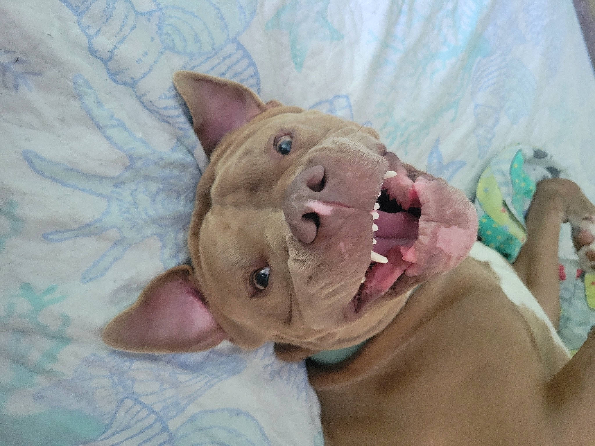 Zeek joined the competition — help win amazing prizes! comfort, domestic_pig, fawn, flesh, gesture, linens, meat, nail, plush, saving, stuffed_toy, suidae, thumb, toy, wrinkle