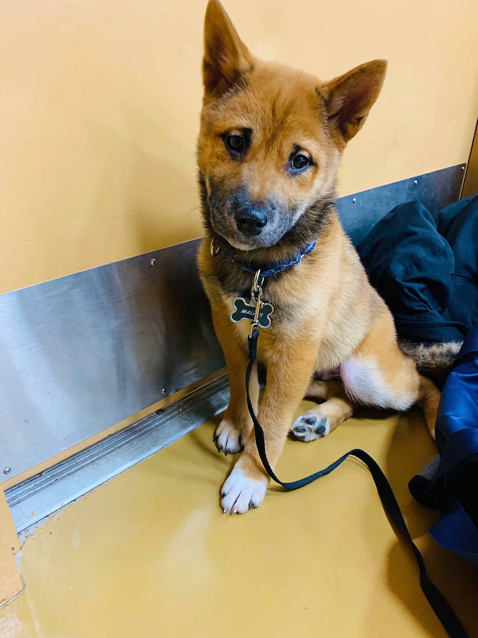 Malaki joined the competition — help win amazing prizes! bag, canidae, carnivore, collar, companion_dog, dog, dog_breed, dog_collar, dog_supply, fawn, fur, luggage_and_bags, non_sporting_group, snout, sporting_group, table, tail, terrestrial_animal, windshield, working_animal