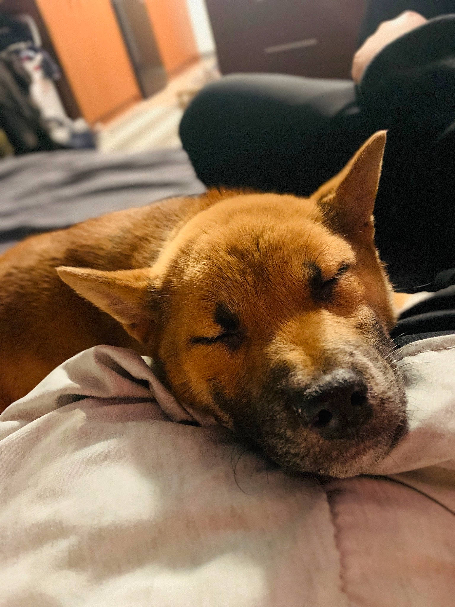 Malaki is registered to the contest to win money with this photo: canidae, carnivore, chair, comfort, companion_dog, dog, dog_breed, fawn, fur, furniture, nap, non_sporting_group, snout, spitz, sporting_group, tail, whiskers, window, wood, working_animal