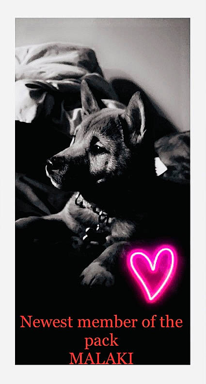 Malaki is registered to the contest to win money with this photo: art, canidae, carnivore, companion_dog, darkness, dog_breed, font, fur, heart, logo, magenta, monochrome, monochrome_photography, organism, photo_caption, photography, snout, terrestrial_animal, whiskers, wildlife