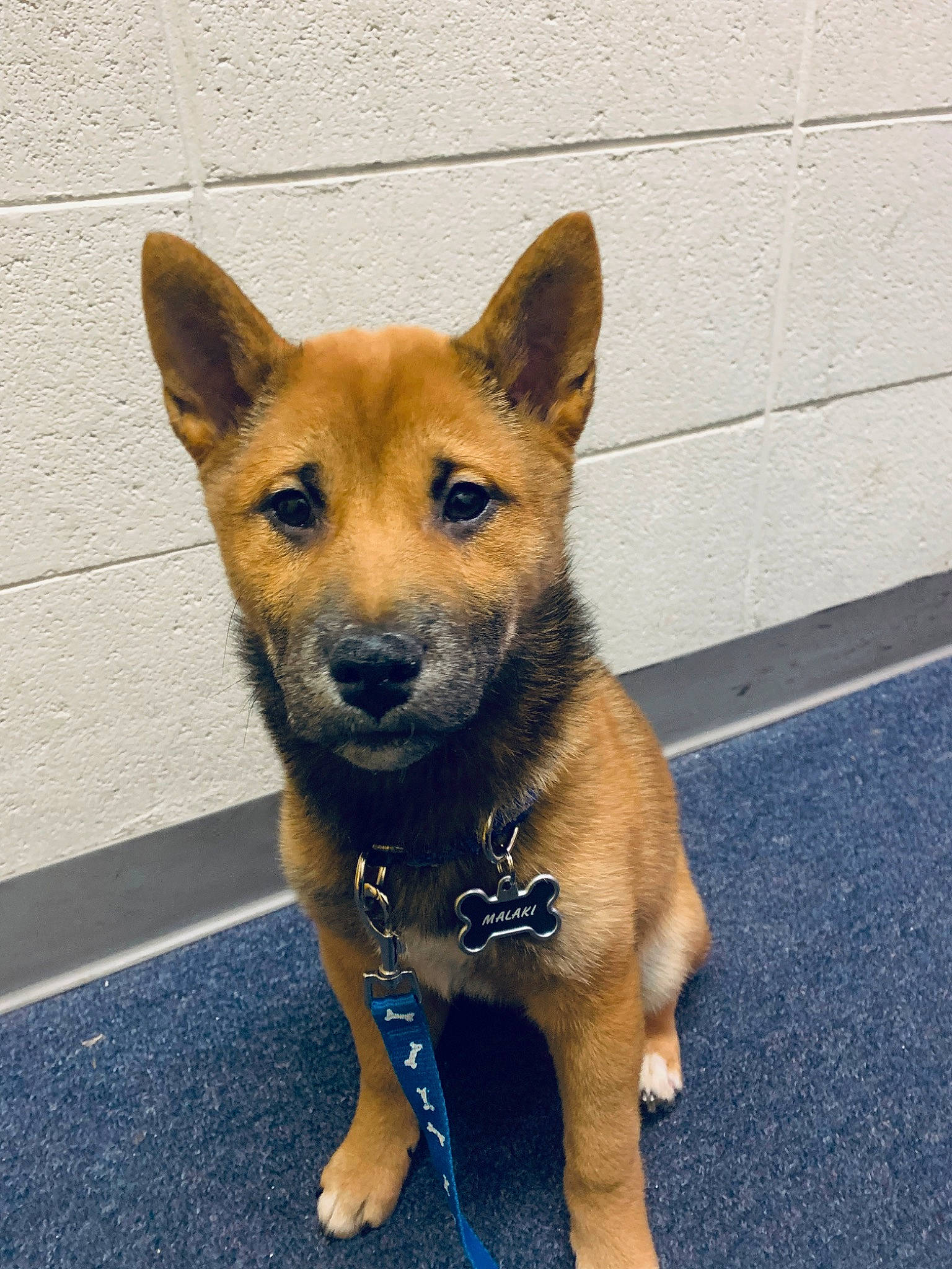 Malaki is registered to the contest to win money with this photo: ancient_dog_breeds, canidae, carnivore, collar, companion_dog, dog, dog_breed, dog_supply, electric_blue, fawn, fur, paw, road_surface, snout, sporting_group, tail, terrestrial_animal, whiskers, working_animal, working_dog