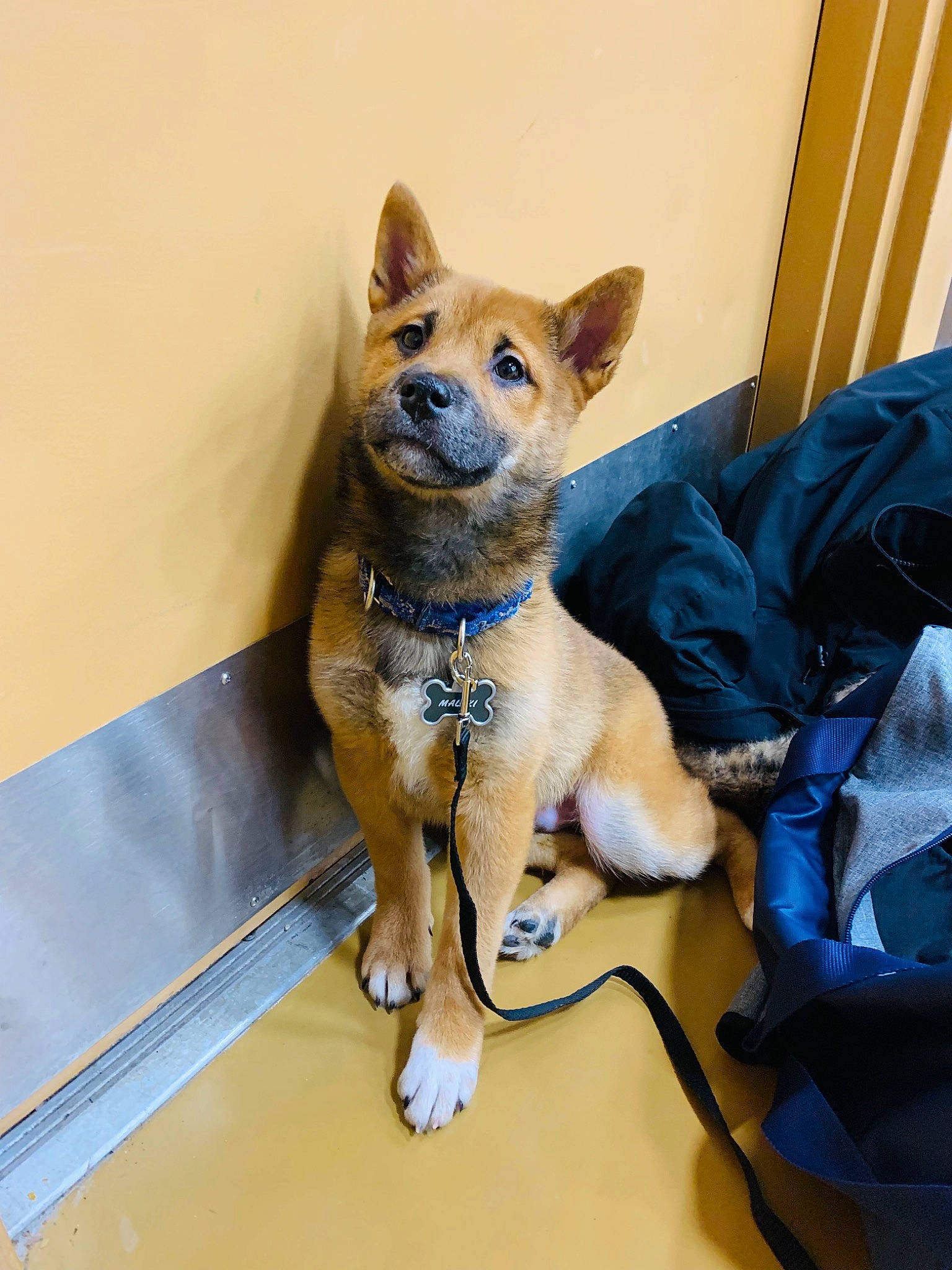 Malaki is registered to the contest to win money with this photo: canidae, carnivore, collar, companion_dog, dog, dog_breed, dog_collar, dog_supply, electric_blue, fawn, flooring, fur, non_sporting_group, paw, pet_supply, snout, sporting_group, tail, whiskers, working_animal