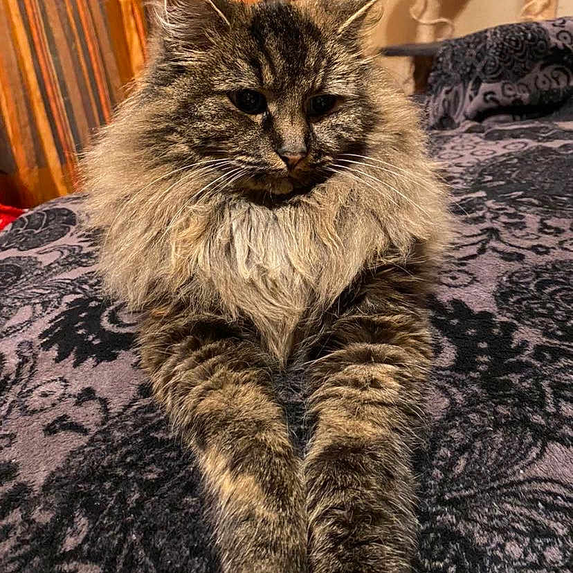 Barbouille a rejoint le concours — aidez-le/la à gagner de superbes lots ! angora, animal, axe, bed, bedsheet, blanket, cat, cushion, device, furniture, hardwood, homedecor, indoors, kitten, manx, pet, stainedwood, tool, weapon, wood