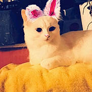 Kenza a rejoint le concours — aidez-le/la à gagner de superbes lots ! carnivoran, cat, cat_like_mammal, kitten, mammal, small_to_medium_sized_cats, snout, turkish_van, vertebrate, whiskers