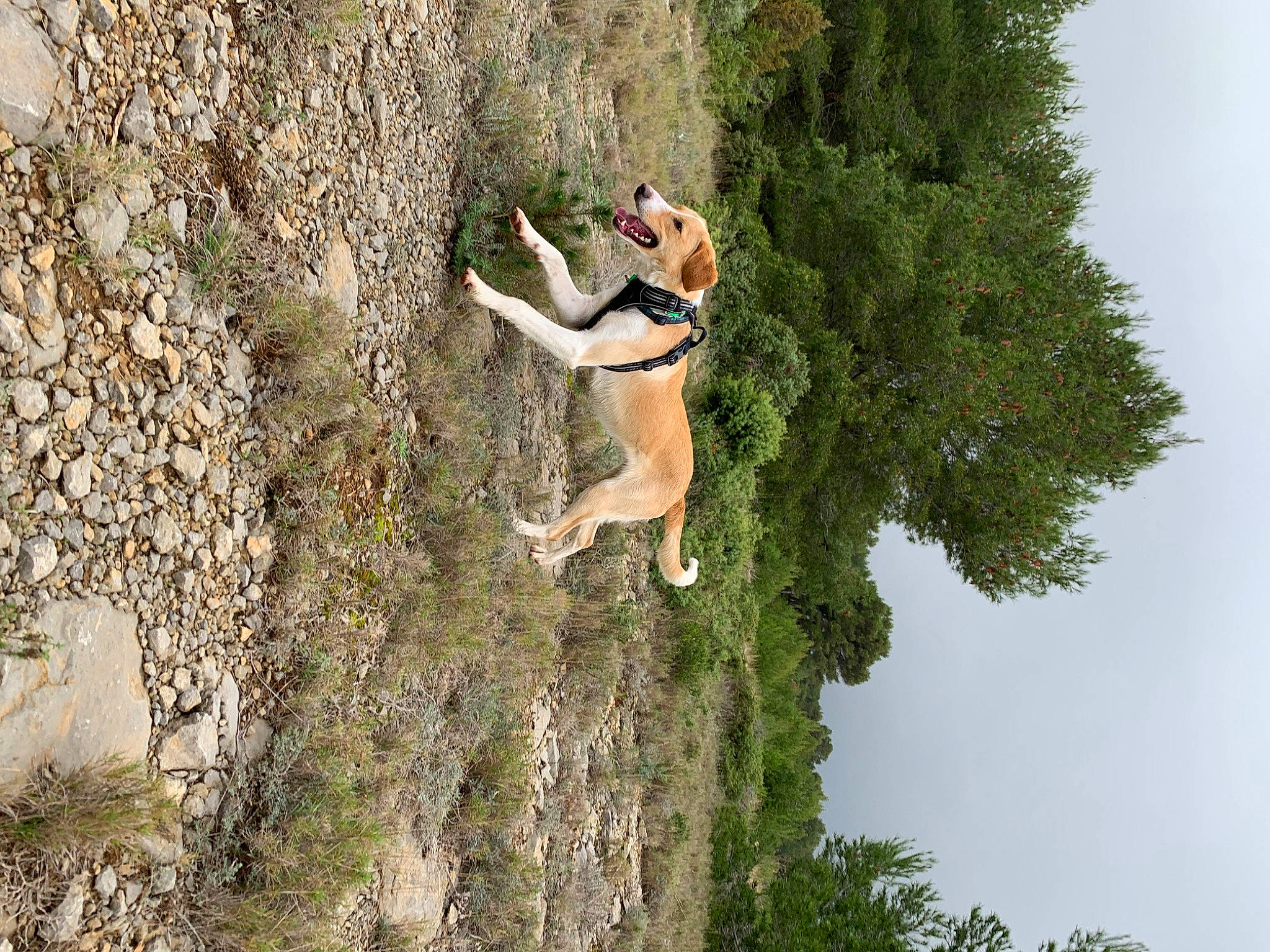 Rio participe au concours pour gagner de l'argent avec cette photo : adventure, bedrock, dress, extreme_sport, fun, grass, happy, landscape, leg, leisure, nature, people_in_nature, plant, recreation, rock, sky, tree, trunk, wildlife, wood