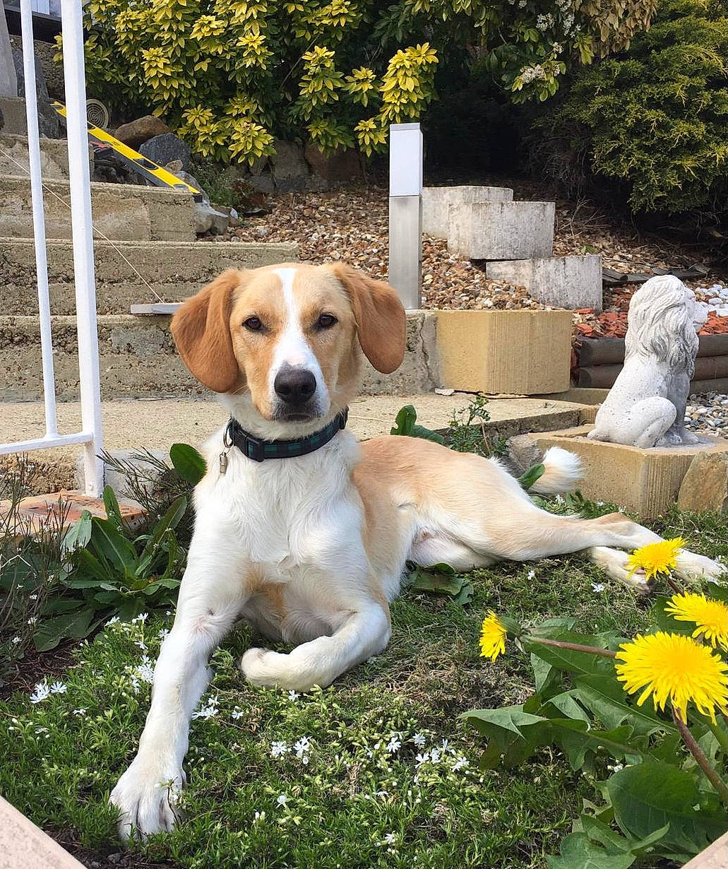 Rio a rejoint le concours — aidez-le/la à gagner de superbes lots ! annual_plant, carnivore, chair, collar, companion_dog, dog, dog_breed, fawn, flower, garden, grass, gun_dog, mammal, petal, plant, shrub, sporting_group, tail, tree, vertebrate