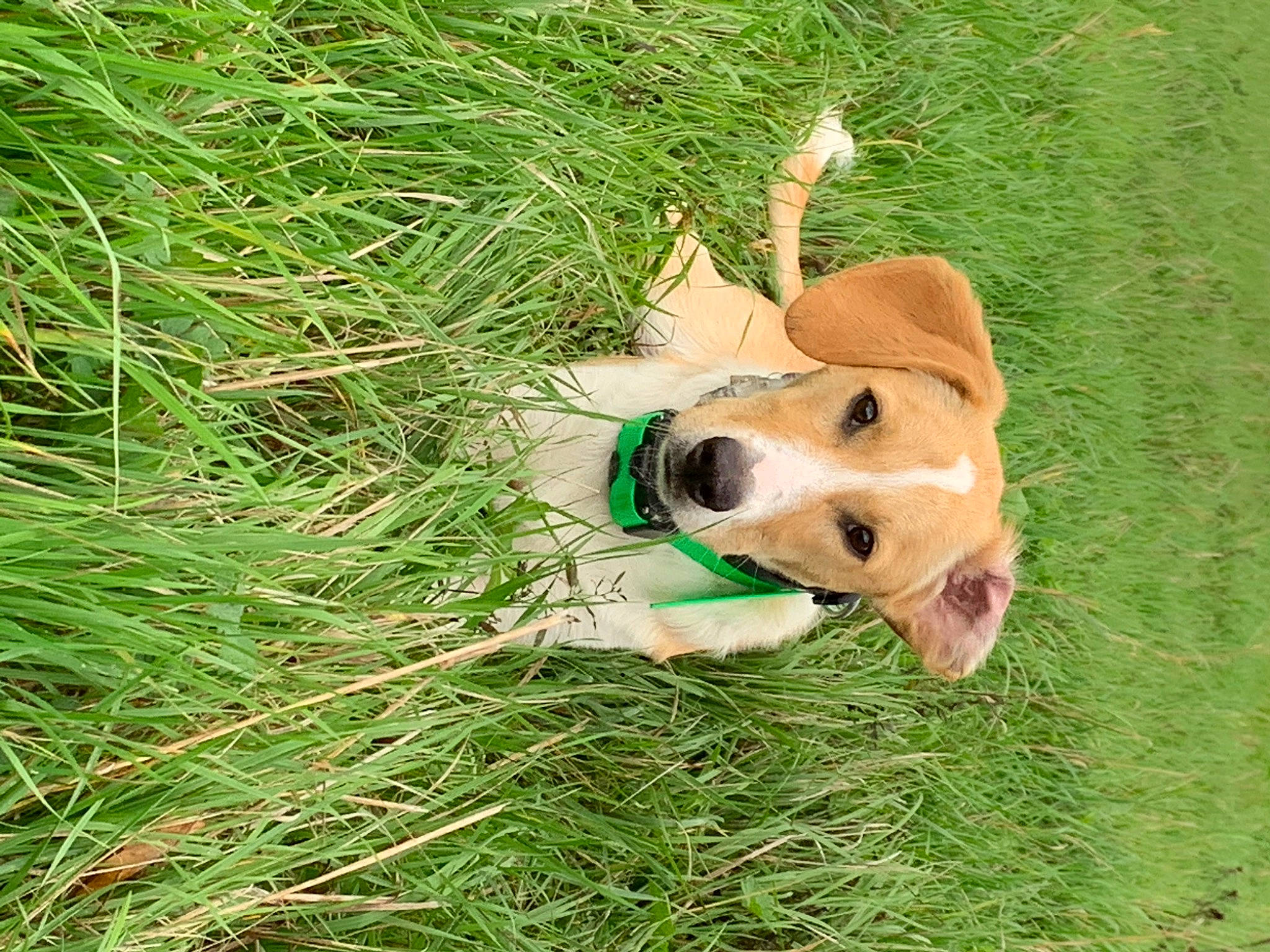 Rio a rejoint le concours — aidez-le/la à gagner de superbes lots ! carnivore, companion_dog, dog, dog_breed, dog_supply, fawn, grass, grass_family, grassland, happy, lawn, people_in_nature, plush, snout, soccer_ball, sporting_group, stuffed_toy, terrestrial_animal, toy, working_animal