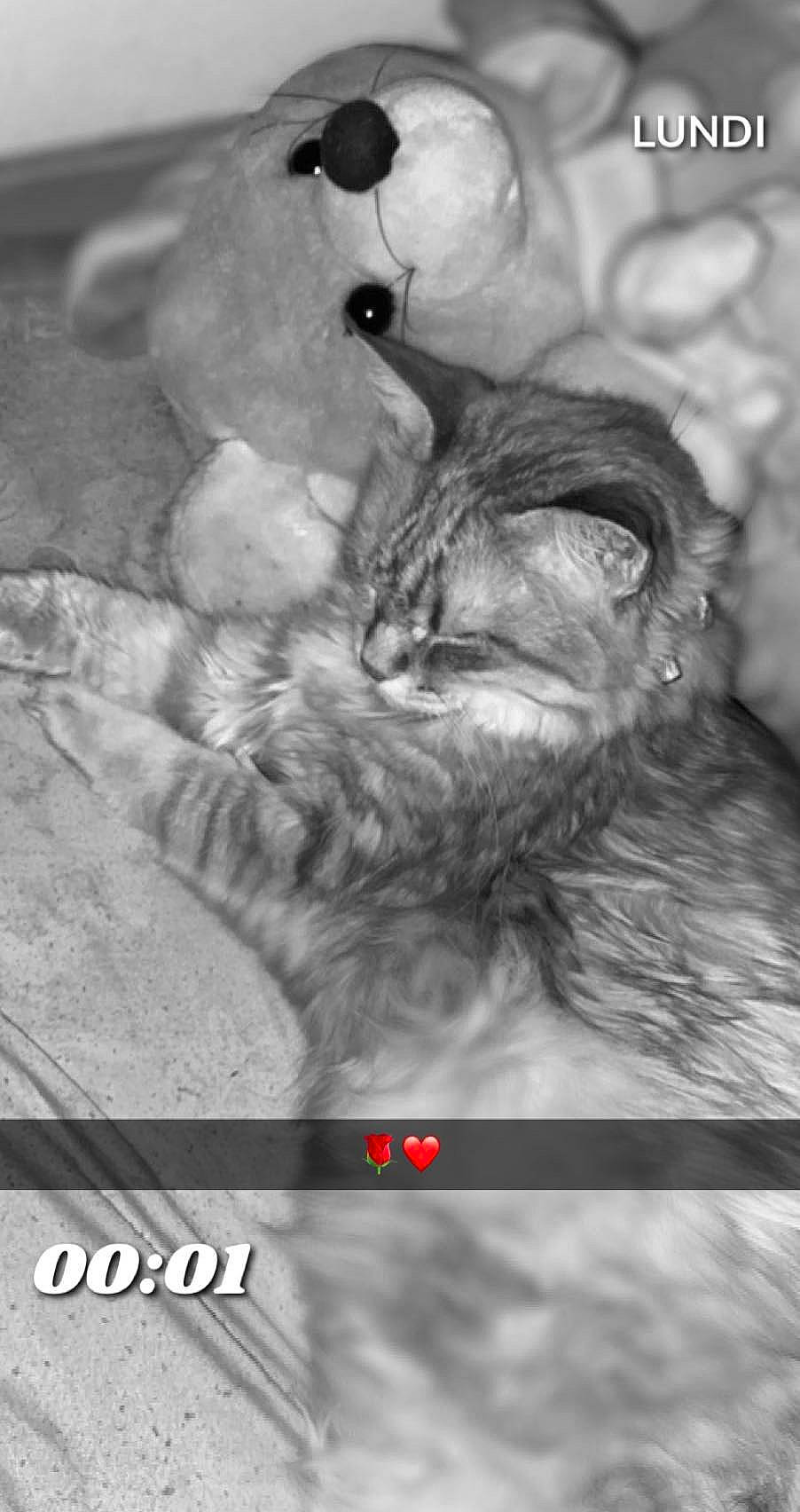 Cali a rejoint le concours — aidez-le/la à gagner de superbes lots ! black_and_white, cat, ear, felidae, fur, kitten, photo_caption, photography, small_to_medium_sized_cats, tail, whiskers