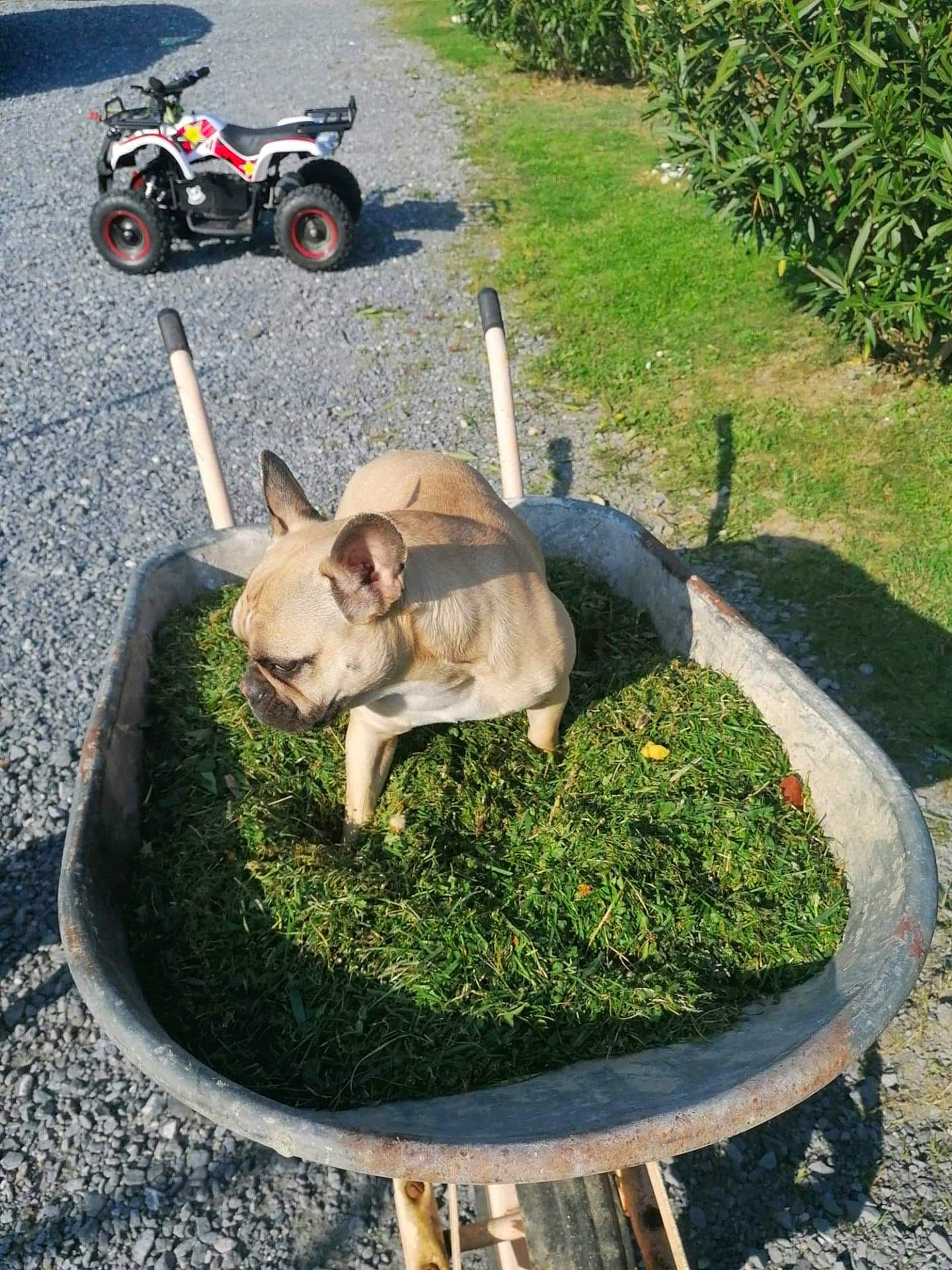 Odette participe au concours pour gagner de l'argent avec cette photo : canidae, carnivore, fawn, french_bulldog, garden, grass, lawn, non_sporting_group, plant, shrub, vehicle