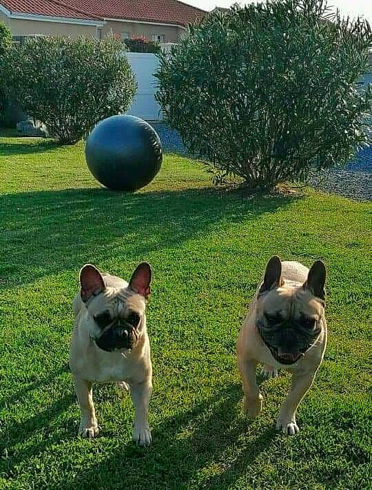 Odette participe au concours pour gagner de l'argent avec cette photo : bulldog, canidae, carnivore, companion_dog, dog, dog_breed, fawn, french_bulldog, grass, mammal, non_sporting_group, plant, pug, snout, tail, vertebrate