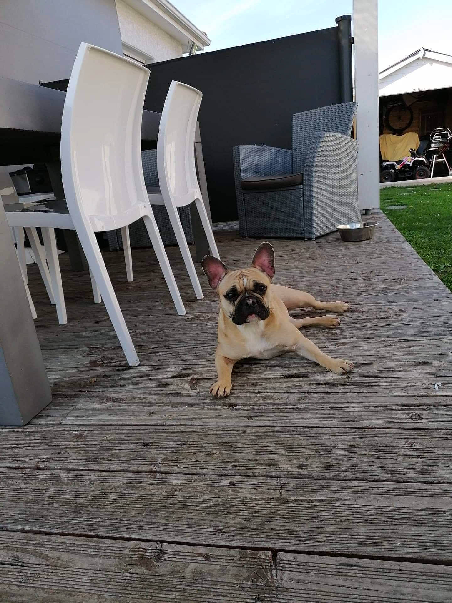 Odette participe au concours pour gagner de l'argent avec cette photo : canidae, carnivore, companion_dog, dog, dog_breed, fawn, floor, flooring, french_bulldog, furniture, hardwood, home, house, leg, leisure, table, wood