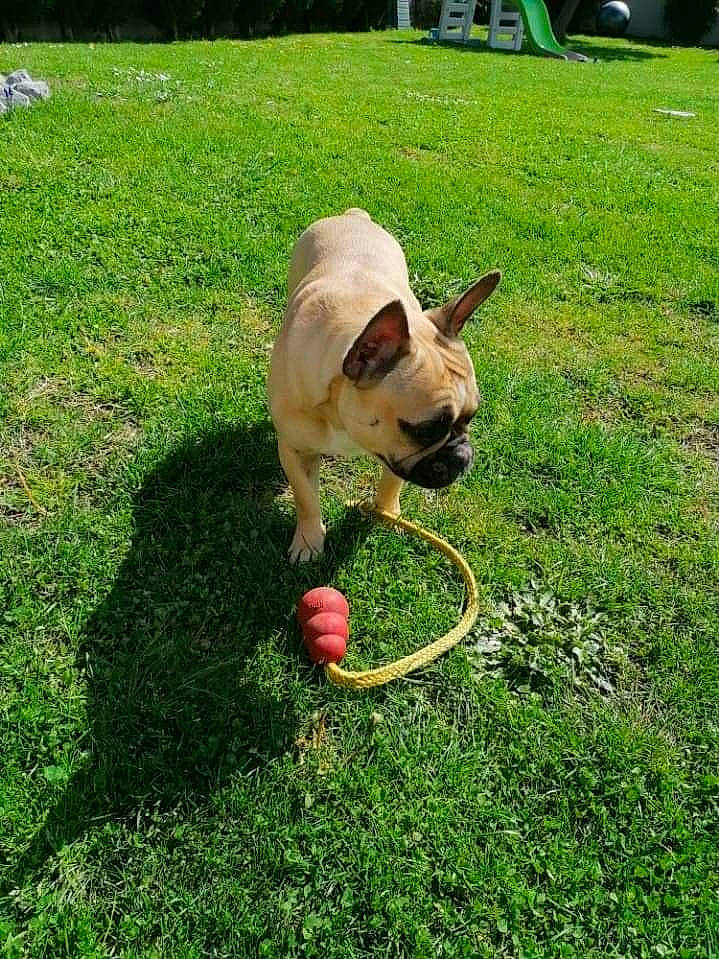 Odette participe au concours pour gagner de l'argent avec cette photo : australian_bulldog, bulldog, canidae, carnivore, companion_dog, dog, dog_breed, fawn, french_bulldog, grass, lawn, leash, non_sporting_group, plant, pug, snout, sporting_group, tail