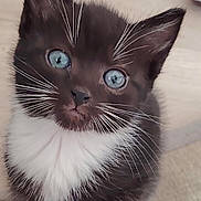 Mercredi participe au concours pour gagner de l'argent avec cette photo : kitten, cat, black_and_white, blue_eyes, whiskers, fur, pet, cute, young, animal, indoor, close_up, looking, portrait, soft, toy, playful, small, feline, domestic