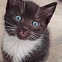 kitten, cat, black_and_white, blue_eyes, whiskers, fur, pet, cute, young, animal, indoor, close_up, looking, portrait, soft, toy, playful, small, feline, domestic