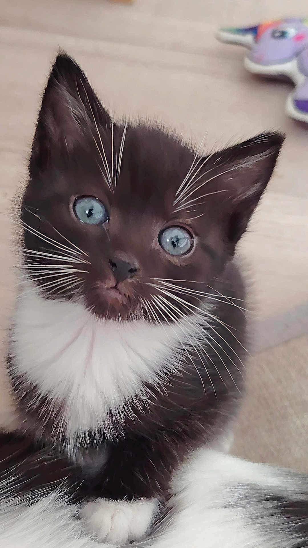 Mercredi participe au concours pour gagner de l'argent avec cette photo : kitten, cat, black_and_white, blue_eyes, whiskers, fur, pet, cute, young, animal, indoor, close_up, looking, portrait, soft, toy, playful, small, feline, domestic
