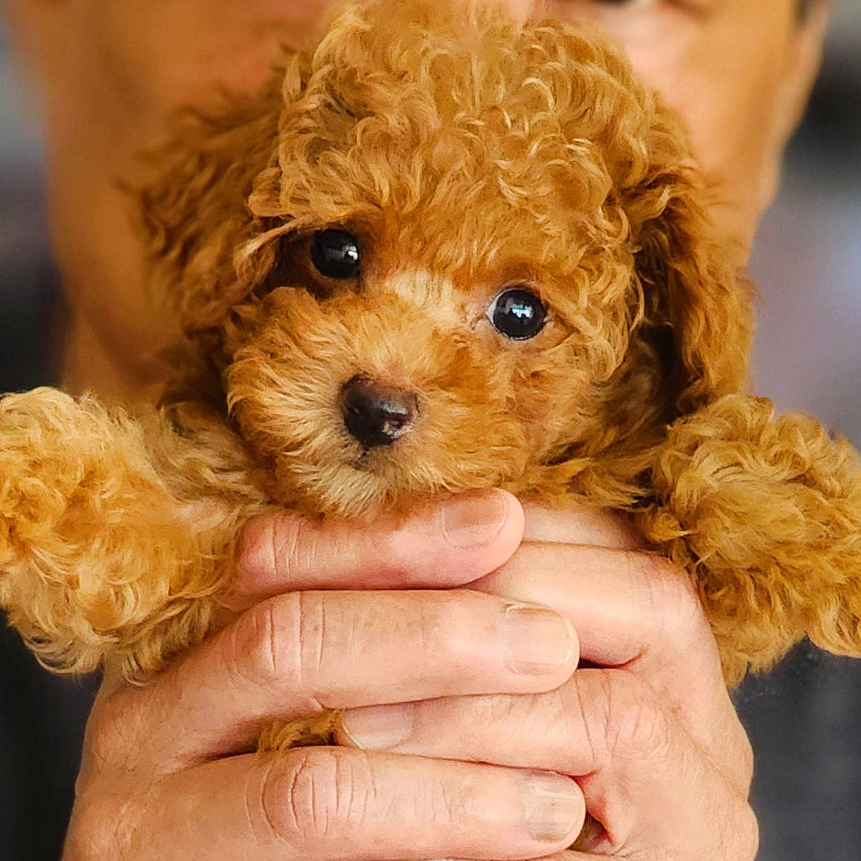 Lexi is registered to the contest to win money with this photo: accessories, animal, bison, bodypart, canine, cockerspaniel, dog, face, finger, hand, head, jewelry, person, pet, poodle, puppy, ring, terrier, whitedog