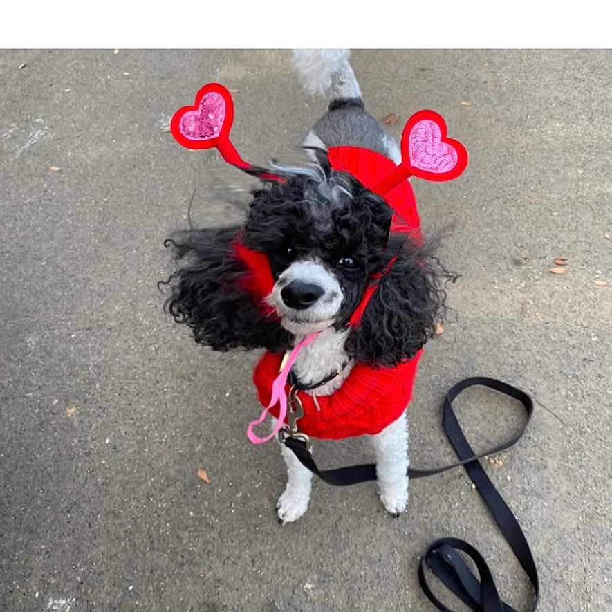 David joined the competition — help win amazing prizes! dog, poodle, black_and_white, costume, red_outfit, heart_antennae, leash, pavement, pet, cute, small_dog, outdoor, walking, animal, canine, funny_costume, looking_up, pet_accessory, playful, adorable