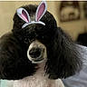 dog, poodle, black_and_white, fluffy, bunny_ears, pet, indoors, cute, animal, portrait, fur, face, ears, mammal, companion, domestic_animal, closeup, adorable, soft_background, curly_fur