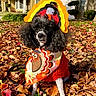 David joined the competition — help win amazing prizes! dog, poodle, black_dog, thanksgiving_costume, turkey_hat, autumn_leaves, fall, outdoor, grass, house, residential, holiday, festive, pet, costume, animal, seasonal, cute, portrait, sunlight
