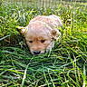 Rapha is registered to the contest to win money with this photo: puppy, dog, golden_retriever, grass, outdoor, nature, animal, pet, cute, fluffy, close_up, greenery, young, lying_down, sunlight, adorable, peaceful, summer, mammal, small
