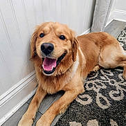 Rapha is registered to the contest to win money with this photo: dog, golden_retriever, happy, smiling, pet, indoor, floor, rug, canine, laying_down, fur, tongue_out, domestic_animal, companion, animal, friendly, cute, home, relaxed, mammal