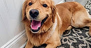 Rapha is registered to the contest to win money with this photo: animal, canine, companion, cute, dog, domestic_animal, floor, friendly, fur, golden_retriever, happy, home, indoor, laying_down, mammal, pet, relaxed, rug, smiling, tongue_out