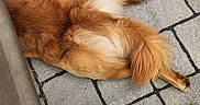 Rapha is registered to the contest to win money with this photo: dog, fur, tail, pavement, stone, outdoor, foot, sandal, red_nail_polish, relaxing, pet, animal, resting, brown_fur, paving_stones, partial_view, casual, summer, human, texture