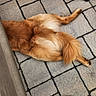 dog, fur, tail, pavement, stone, outdoor, foot, sandal, red_nail_polish, relaxing, pet, animal, resting, brown_fur, paving_stones, partial_view, casual, summer, human, texture