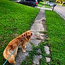 Rapha joined the competition — help win amazing prizes! car, daytime, dog, golden_retriever, grass, greenery, happy, house, leash, nature, outdoor, parked_vehicle, path, pet, residential, sidewalk, smiling, suburban, tree, walk