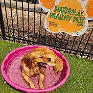 Rapha is registered to the contest to win money with this photo: advertisement, artificial_turf, dog, fence, golden_retriever, grass, happy, metal_bars, outdoor, parking_lot, pet, pink_pool, pool, relaxed, shade, sign, summer, sunny, tongue_out, water