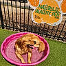 advertisement, artificial_turf, dog, fence, golden_retriever, grass, happy, metal_bars, outdoor, parking_lot, pet, pink_pool, pool, relaxed, shade, sign, summer, sunny, tongue_out, water