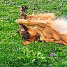 Rapha is registered to the contest to win money with this photo: dog, golden_retriever, grass, flower, purple_flower, yellow_flower, rope_toy, playful, outdoor, pet, animal, greenery, nature, fur, canine, chewing, relaxed, summer, collar, field