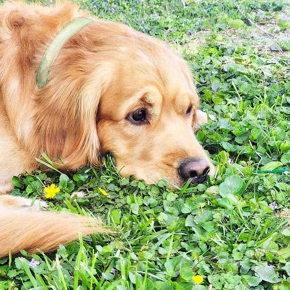 Rapha joined the competition — help win amazing prizes! dog, golden_retriever, grass, flower, outdoor, greenery, nature, animal, pet, canine, collar, laying_down, closeup, fur, snout, leaf, yellow_flower, relaxed, daylight, portrait