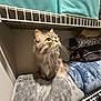 Freyja is registered to the contest to win money with this photo: cat, gray_cat, fluffy_cat, pet, indoor, blanket, shelf, closet, storage, folded_blankets, curious, green_eyes, soft_texture, cozy, fur, whiskers, looking_up, animal, domestic_cat, furniture