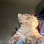 Freyja is registered to the contest to win money with this photo: cat, fluffy, whiskers, feline, indoor, blanket, blue, soft, resting, pet, animal, cozy, light, shadow, person, hand, fur, cute, relaxed, background