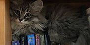 Freyja is registered to the contest to win money with this photo: cat, kitten, gray_tabby, fluffy, bookshelf, books, wooden_shelf, indoor, pet, curious, snuggled, closeup, feline, animal, cozy, young_cat, portrait, resting, cute, eyes