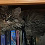 cat, kitten, gray_tabby, fluffy, bookshelf, books, wooden_shelf, indoor, pet, curious, snuggled, closeup, feline, animal, cozy, young_cat, portrait, resting, cute, eyes