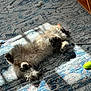 cat, fluffy, indoor, sunlight, rug, toy, patterned_rug, relaxed, pet, feline, shadow, cozy, paw, lying_down, playful, home, animal, sunbeam, carpet, comfortable