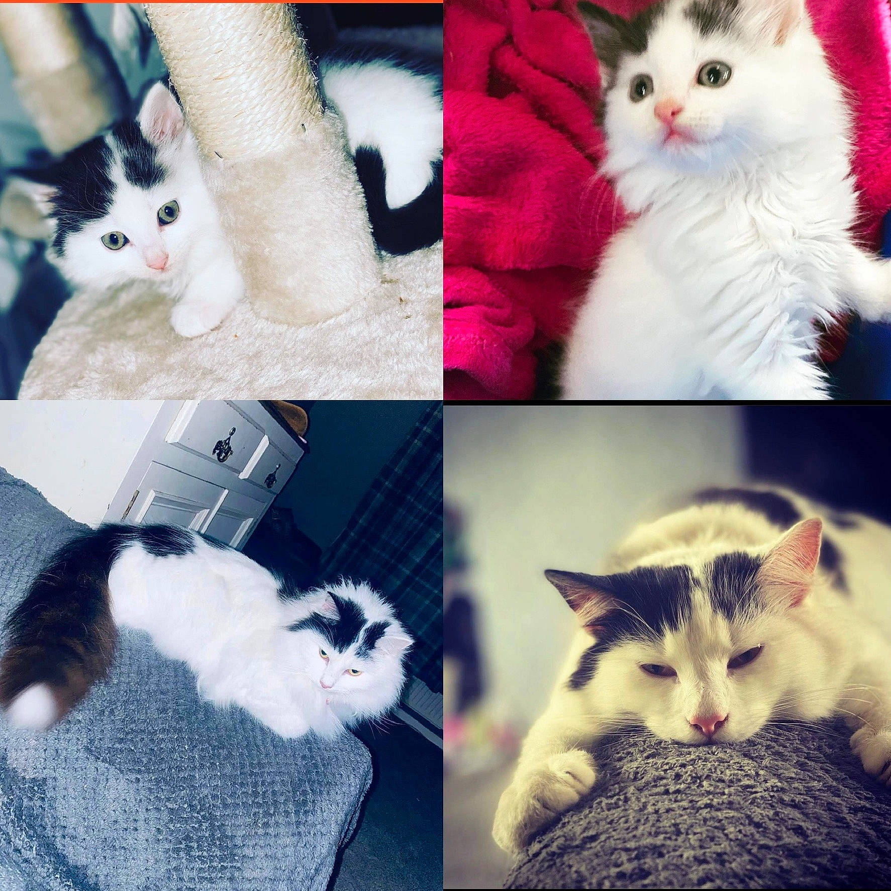 Banana joined the competition — help win amazing prizes! art, beauty, carnivore, cat, collage, domestic_short_haired_cat, fashion_accessory, felidae, fur, gesture, mammal, paw, photo_caption, photograph, small_to_medium_sized_cats, snapshot, tail, vertebrate, whiskers, white