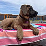 Stormie joined the competition — help win amazing prizes! animal, backyard, brown_dog, canine, collar, dog, fence, grass, outdoor, pet, pool, puppy, relaxing, resting, sky, summer, tag, towel, water, young_dog