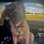 Stormie is registered to the contest to win money with this photo: animal, brown_fur, car_interior, close_up, clouds, collar, curious, cute, dog, indoor, pet, portrait, puppy, seat, sky, sunny, tag, vehicle, window, young_dog