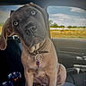 animal, brown_fur, car_interior, close_up, clouds, collar, curious, cute, dog, indoor, pet, portrait, puppy, seat, sky, sunny, tag, vehicle, window, young_dog