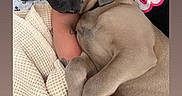 Stormie joined the competition — help win amazing prizes! arm, blanket, brown_dog, caring, close_up, clothing, comfort, dog, human_hand, indoor, nail_polish, pet, pink_text, puppy, resting, ring, sleeping, snuggle, tattoo, text_overlay