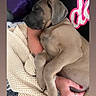 arm, blanket, brown_dog, caring, close_up, clothing, comfort, dog, human_hand, indoor, nail_polish, pet, pink_text, puppy, resting, ring, sleeping, snuggle, tattoo, text_overlay